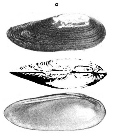 specimen image from publication