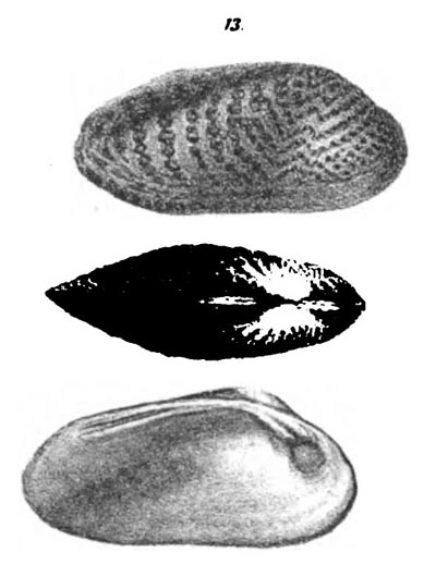 specimen image from publication