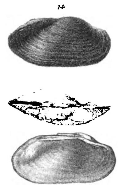 specimen image from publication