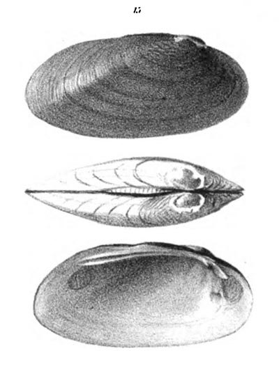 specimen image from publication