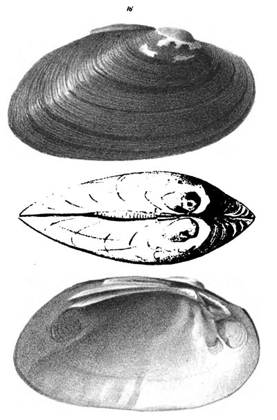 specimen image from publication