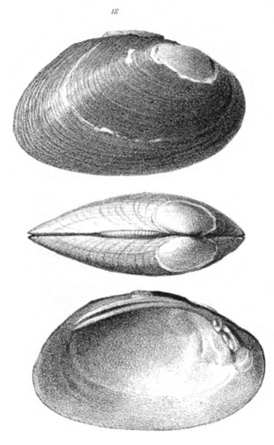 specimen image from publication