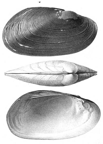 specimen image from publication