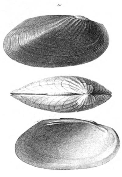 specimen image from publication