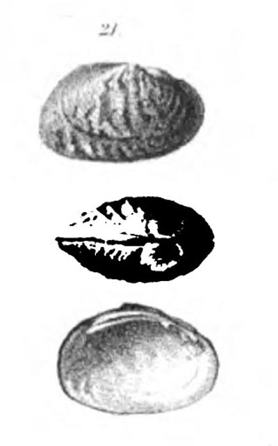 specimen image from publication