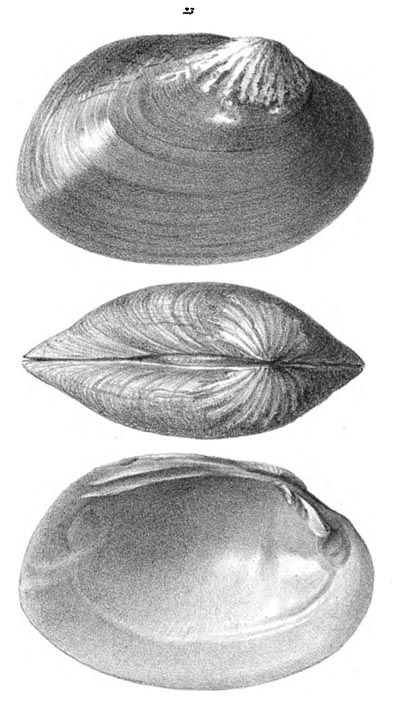 specimen image from publication