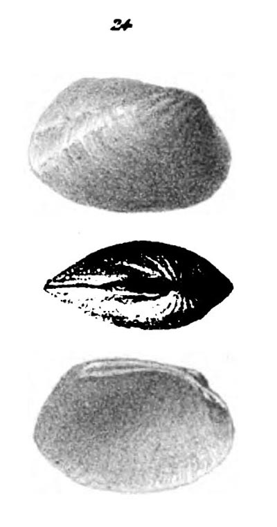 specimen image from publication