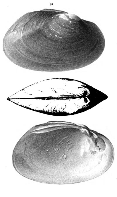 specimen image from publication