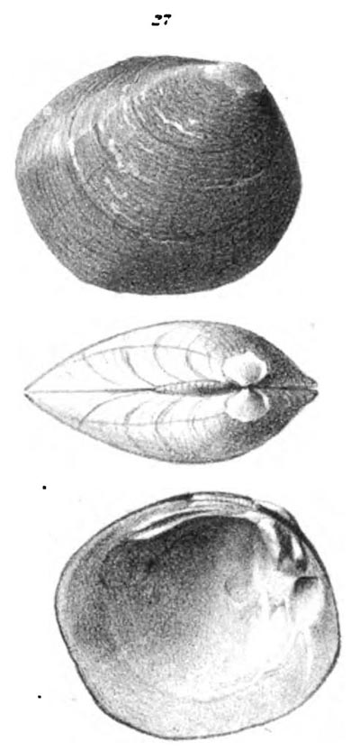 specimen image from publication