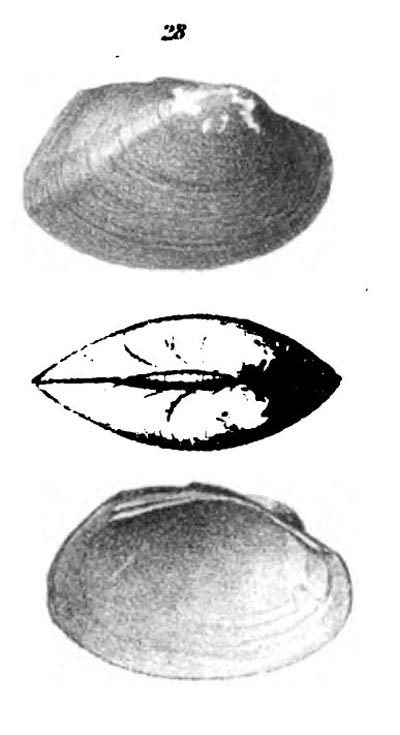 specimen image from publication