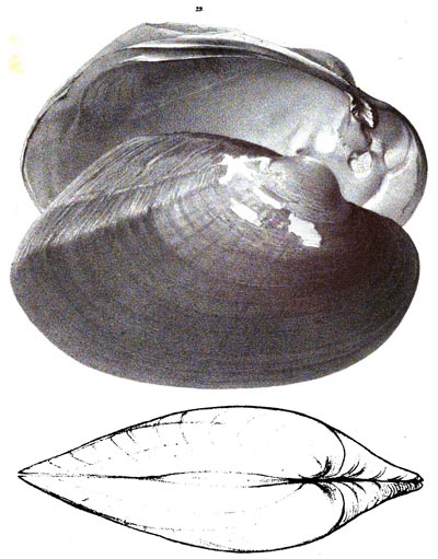 specimen image from publication