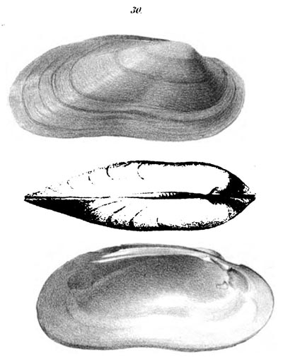 specimen image from publication