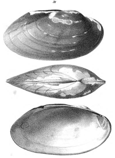 specimen image from publication