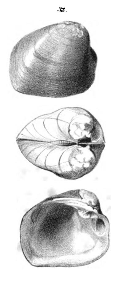 specimen image from publication