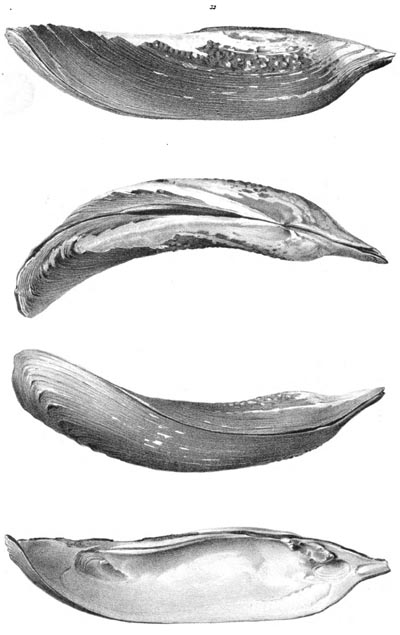 specimen image from publication