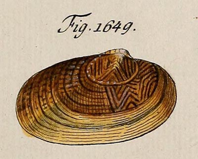 specimen image from publication