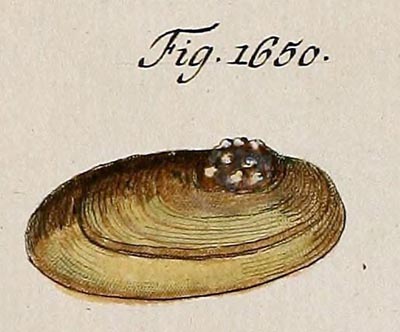 specimen image from publication