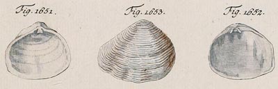 specimen image from publication