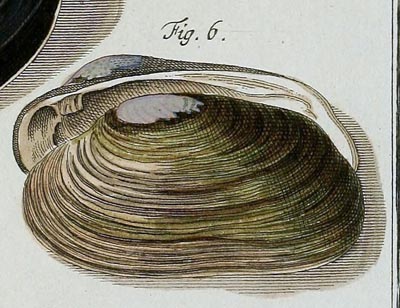 specimen image from publication