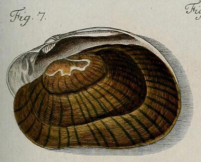 specimen image from publication
