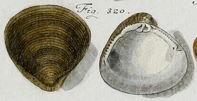 specimen image from publication