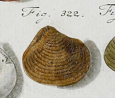 specimen image from publication