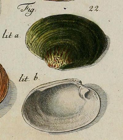 specimen image from publication