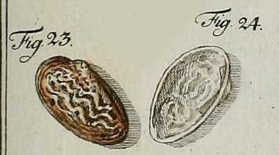specimen image from publication