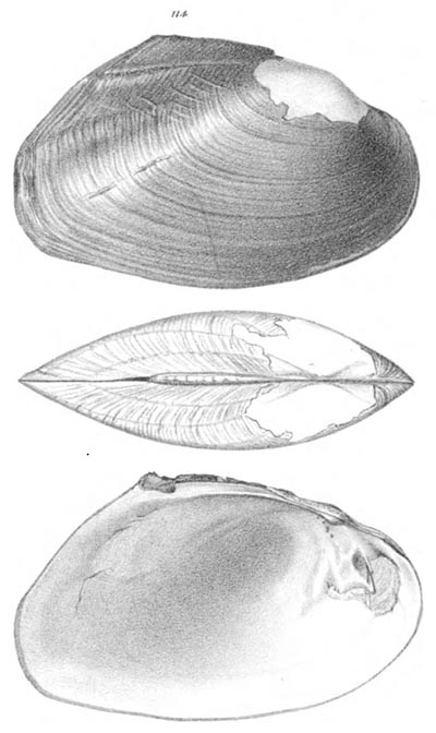 specimen image from publication