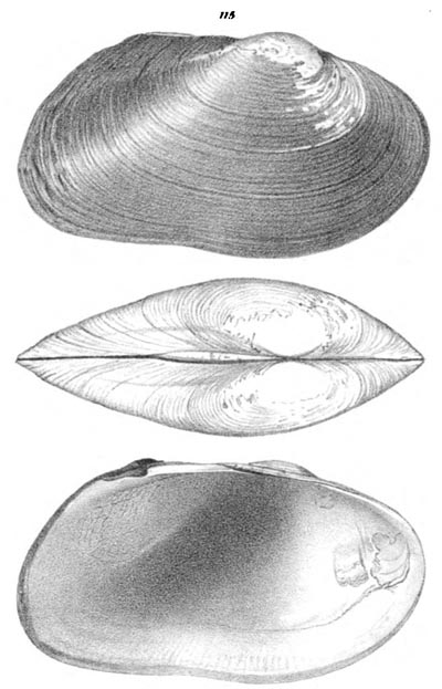 specimen image from publication