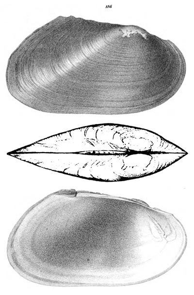 specimen image from publication