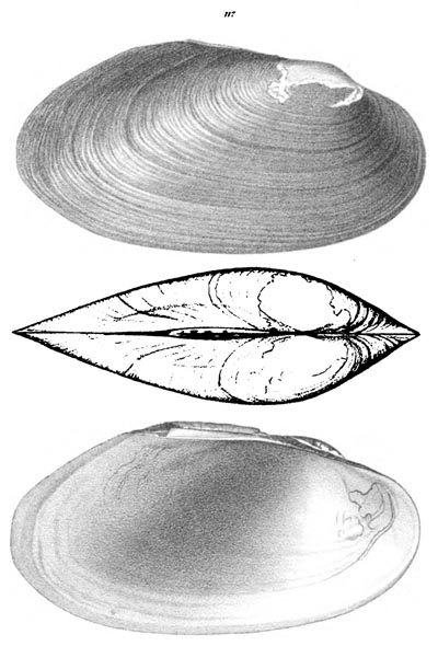 specimen image from publication