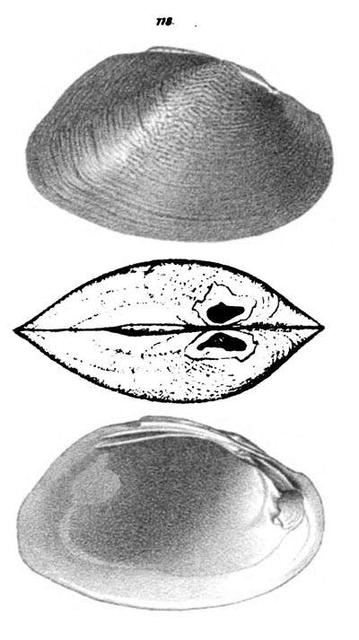 specimen image from publication