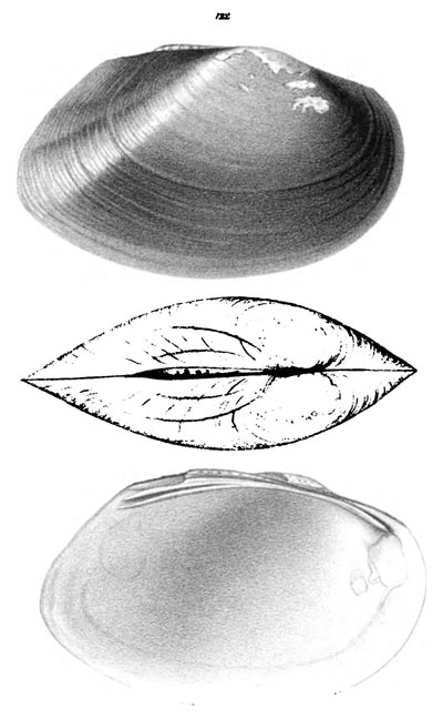 specimen image from publication
