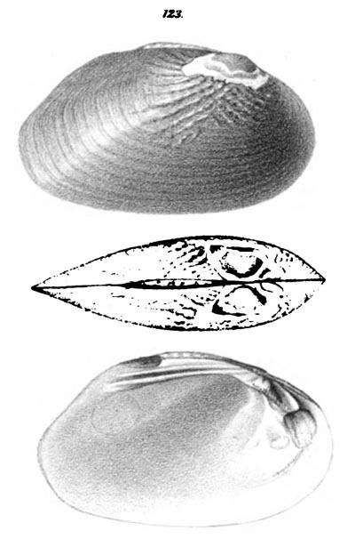 specimen image from publication
