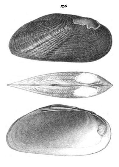 specimen image from publication