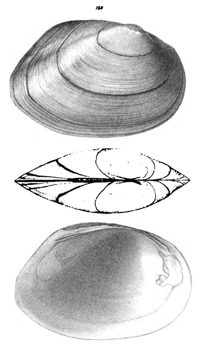 specimen image from publication