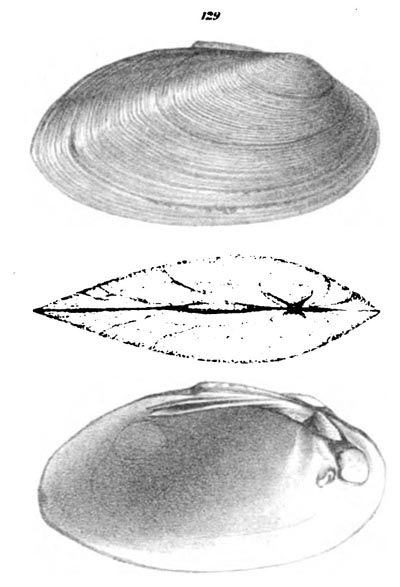 specimen image from publication