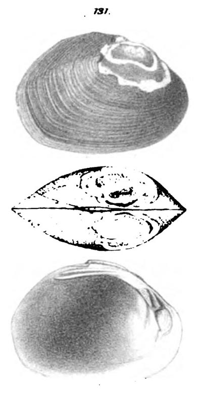 specimen image from publication