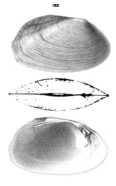 specimen image from publication