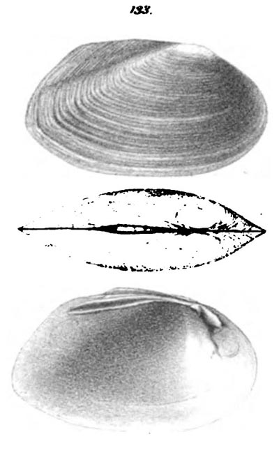 specimen image from publication