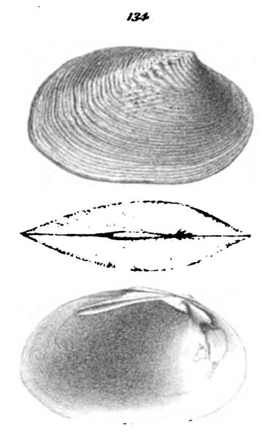 specimen image from publication