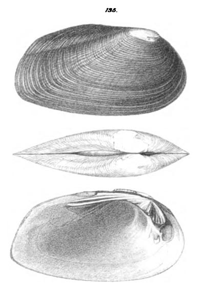 specimen image from publication