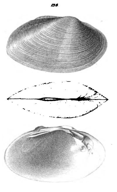 specimen image from publication