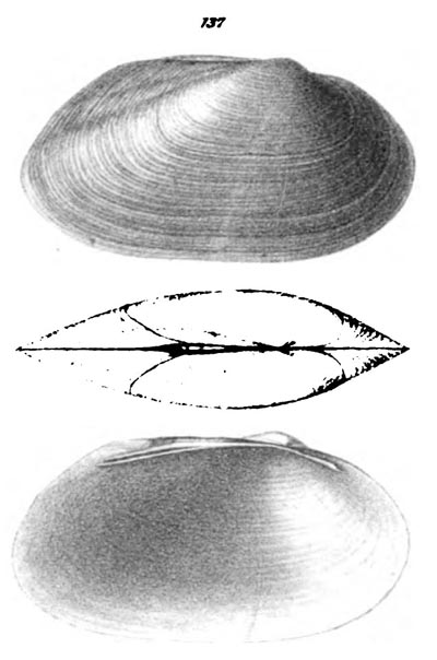 specimen image from publication
