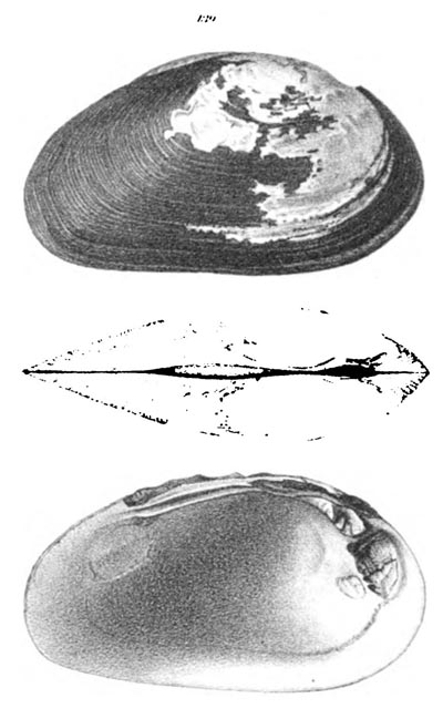 specimen image from publication