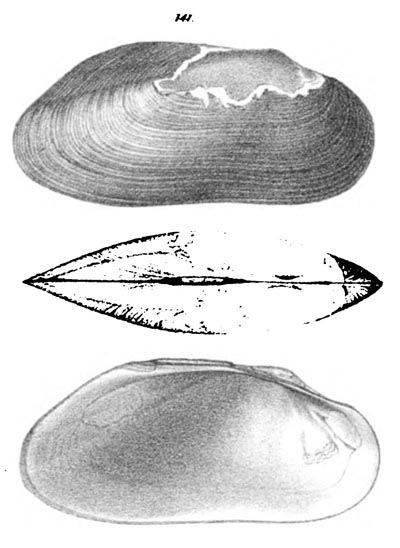 specimen image from publication