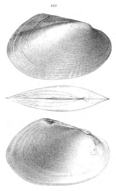 specimen image from publication