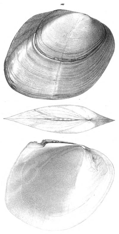 specimen image from publication