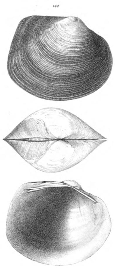 specimen image from publication